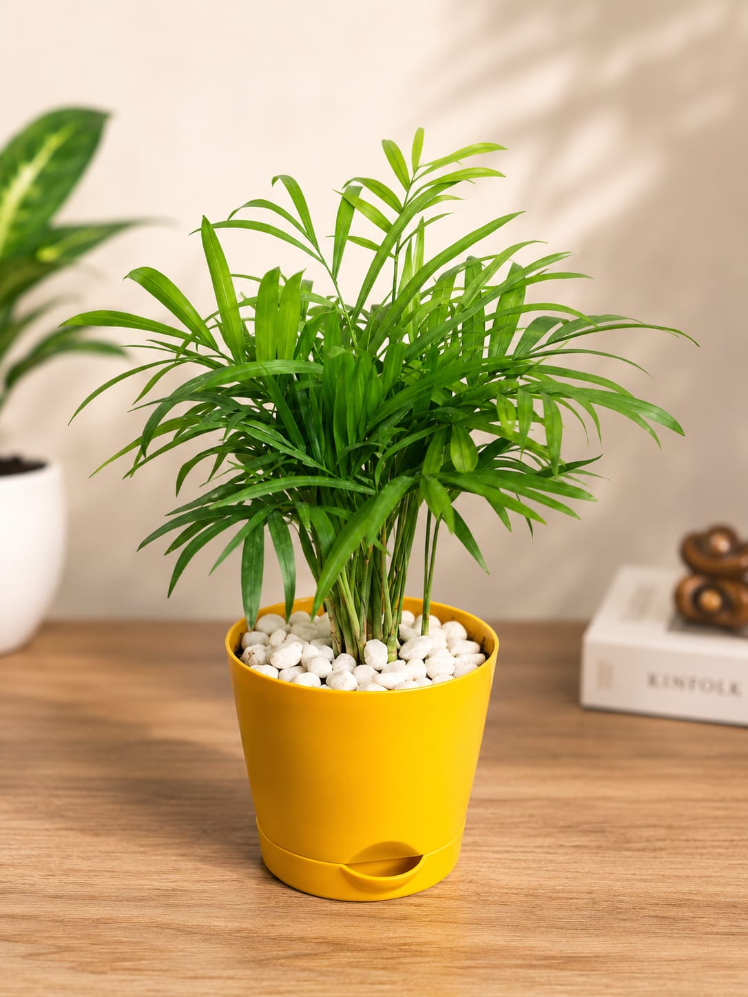 Areca Palm ( With 4'' Pot )