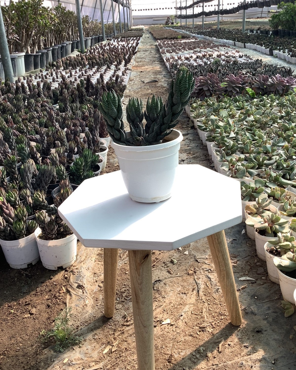 Haworthia Opsis Reinwardtii Exotic Succulent