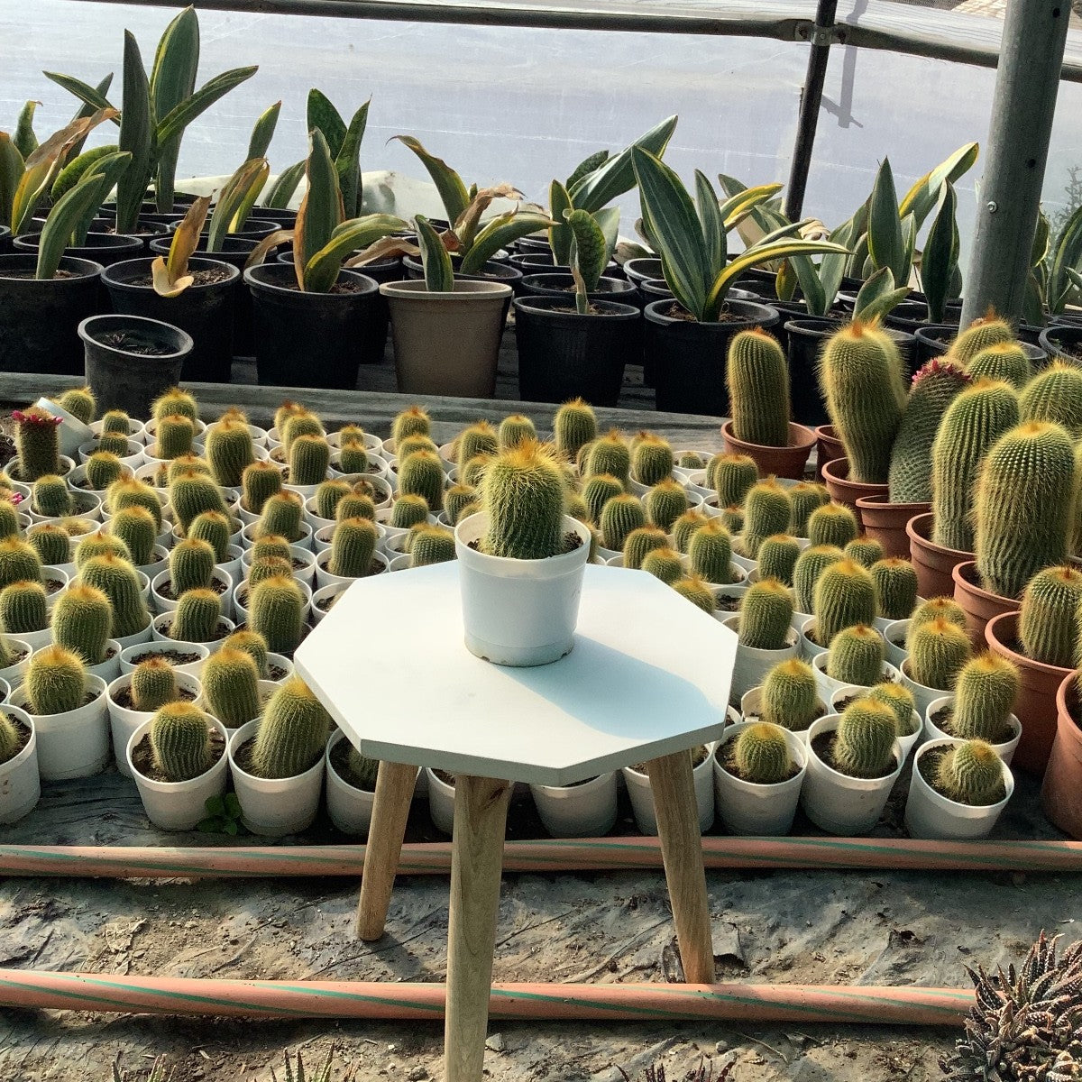 Golden Table Cactus