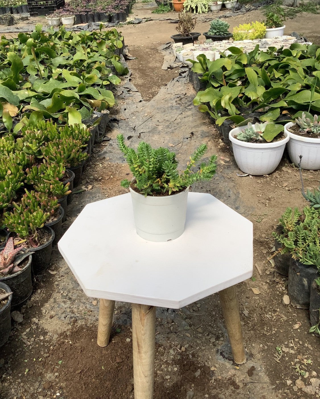 Crassula Muscosa Succulent Plant