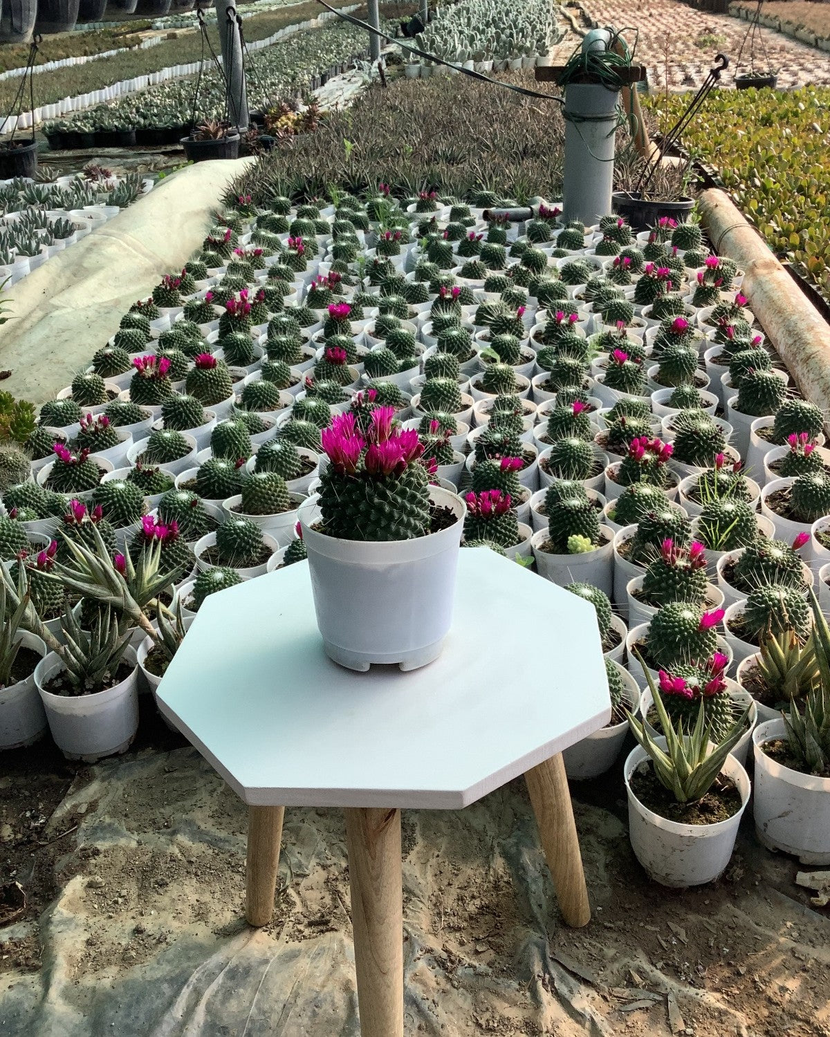 Mammillaria Maxico Cactus