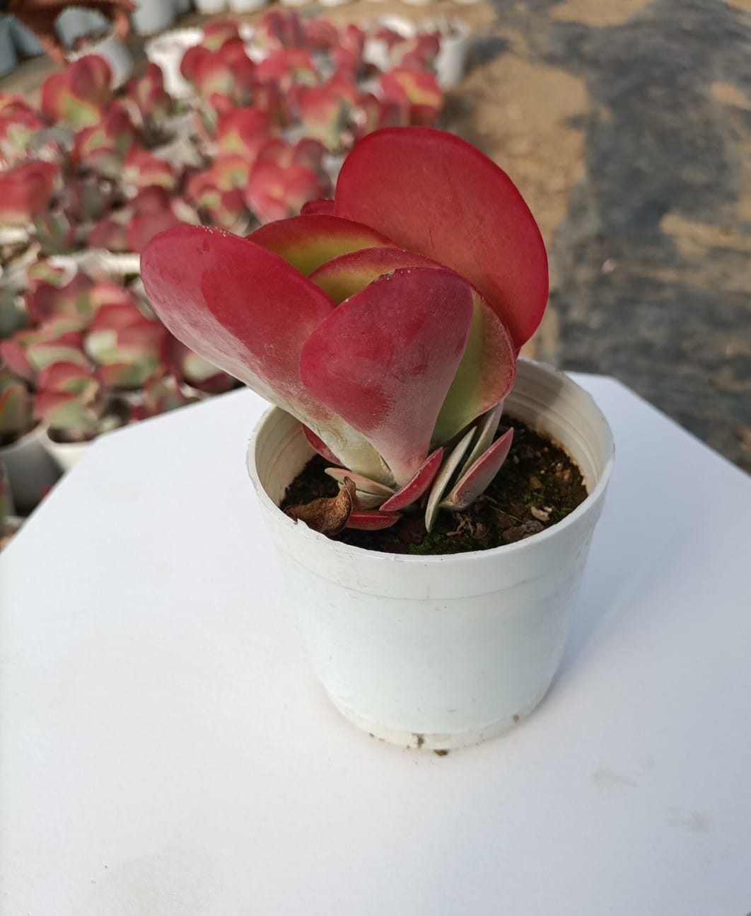 Elephant Ear Succulent Plant