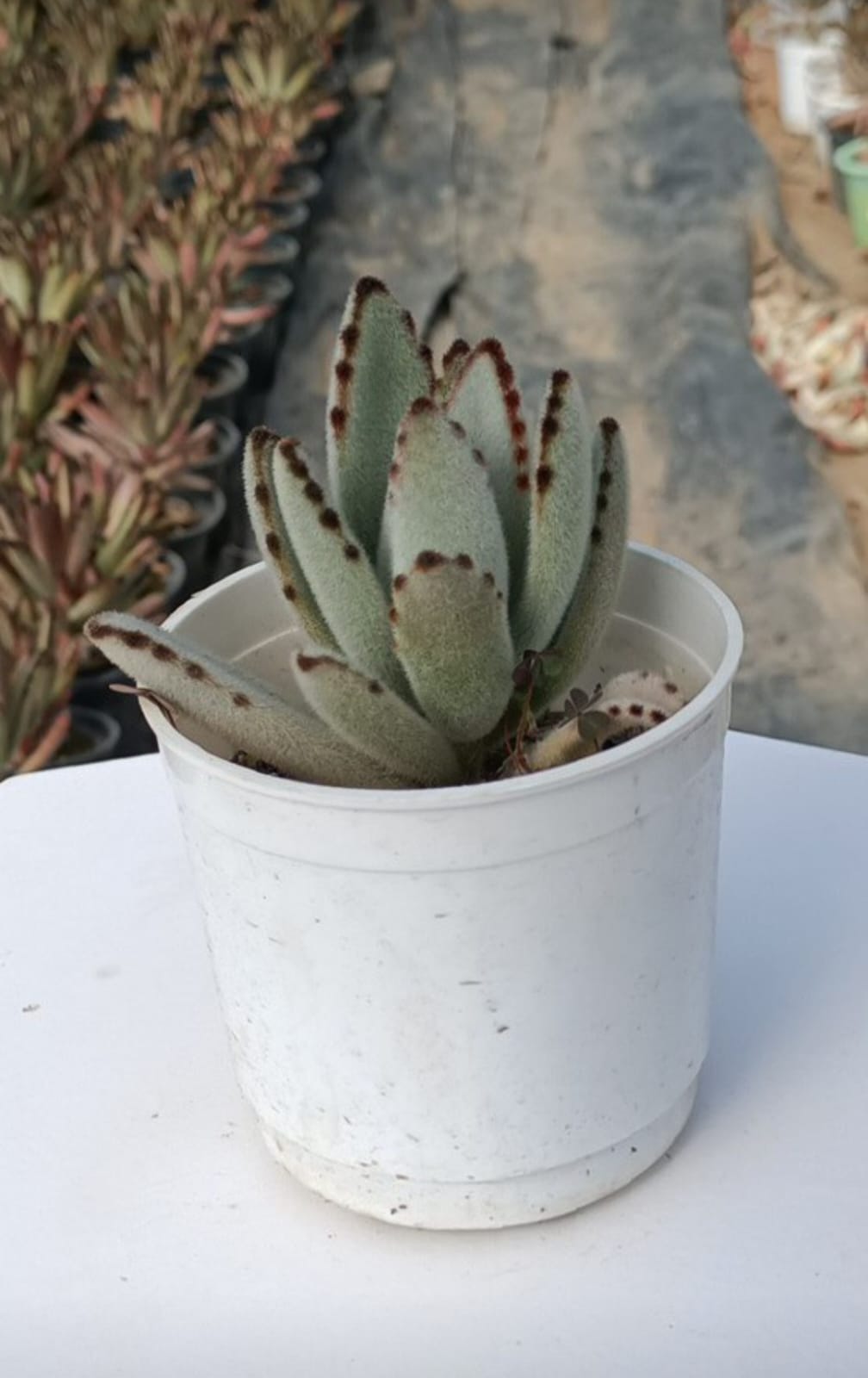 Grey Toman tosa Panda Succulent Plant