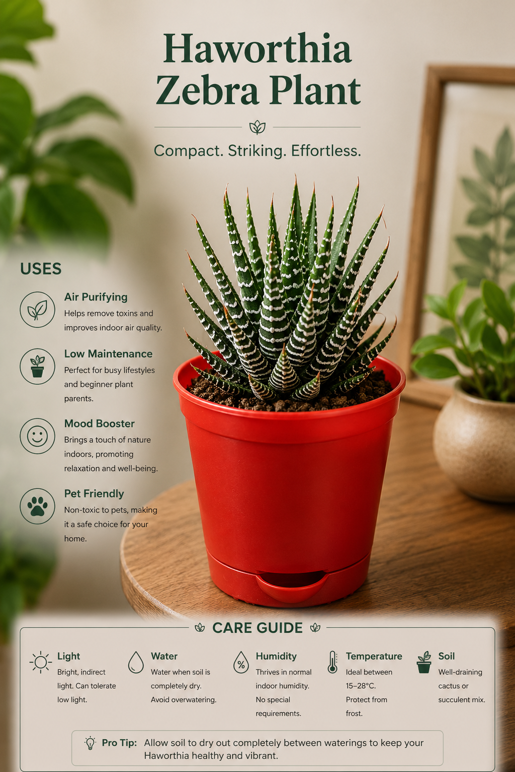 Haworthia Zebra Plant ( With 4'' Pot)