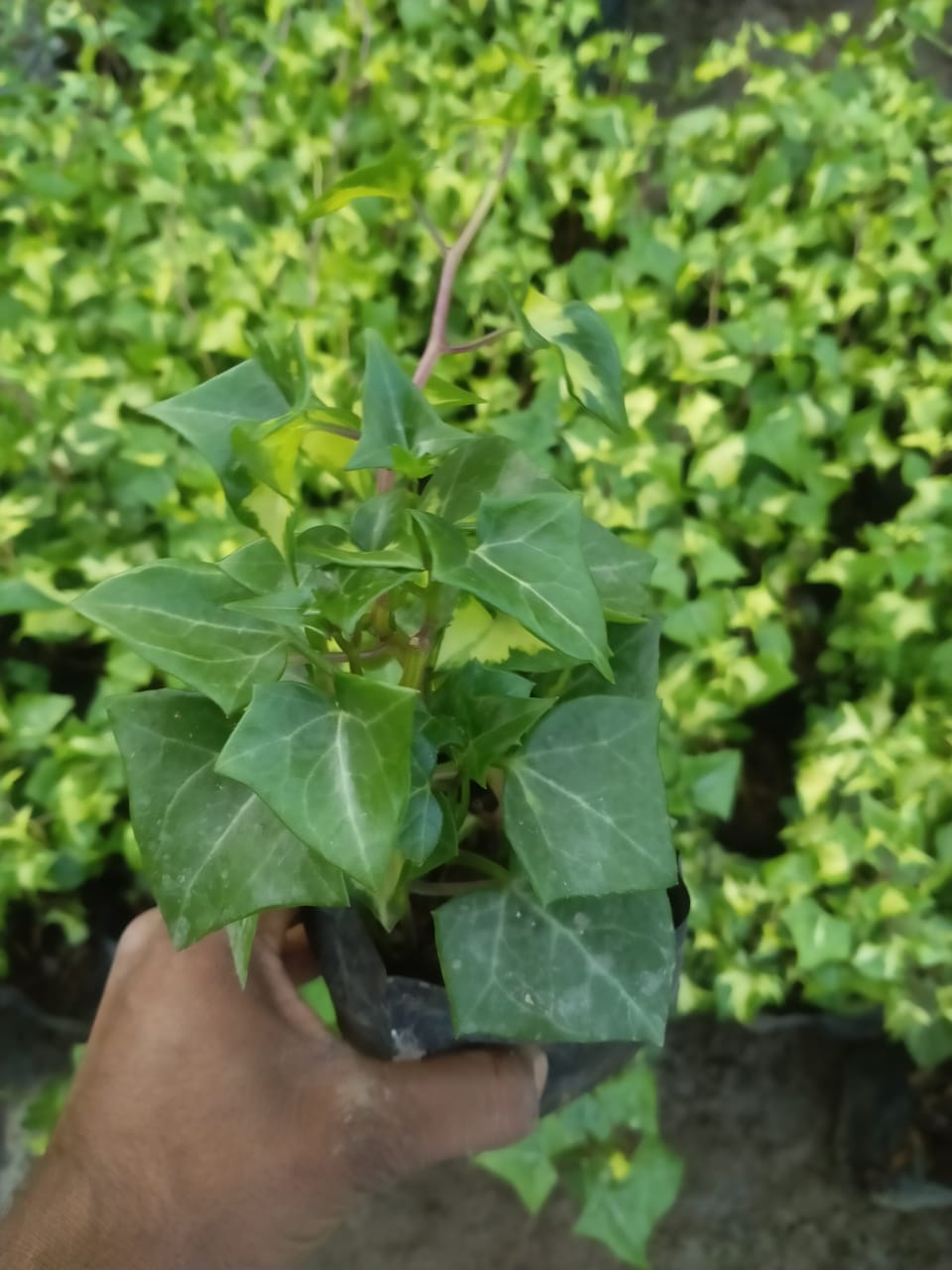 Verigated English ivy Succulent Plant