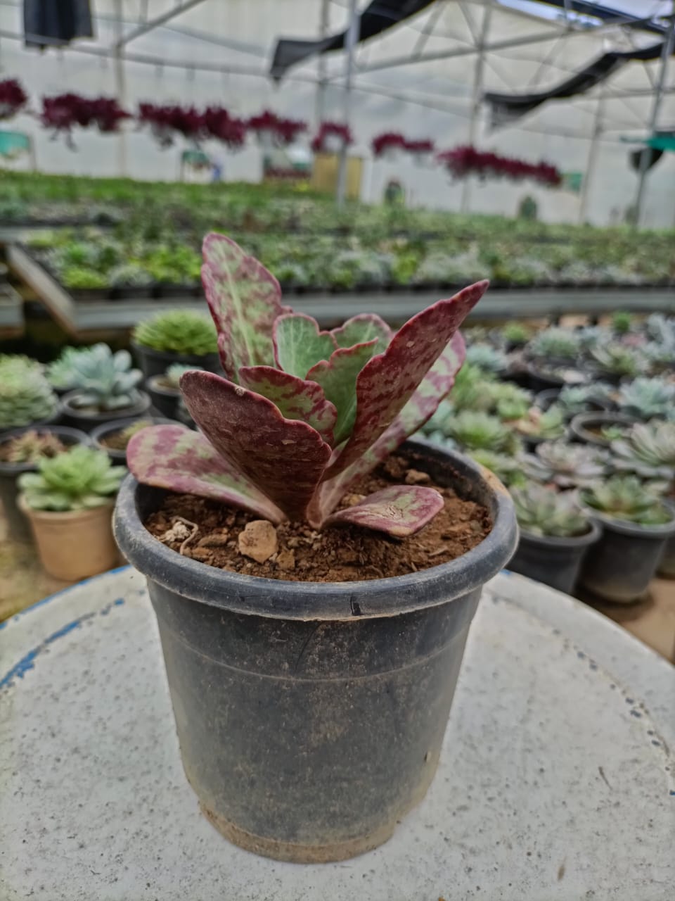 Kalanchoe onion Succulent Plant