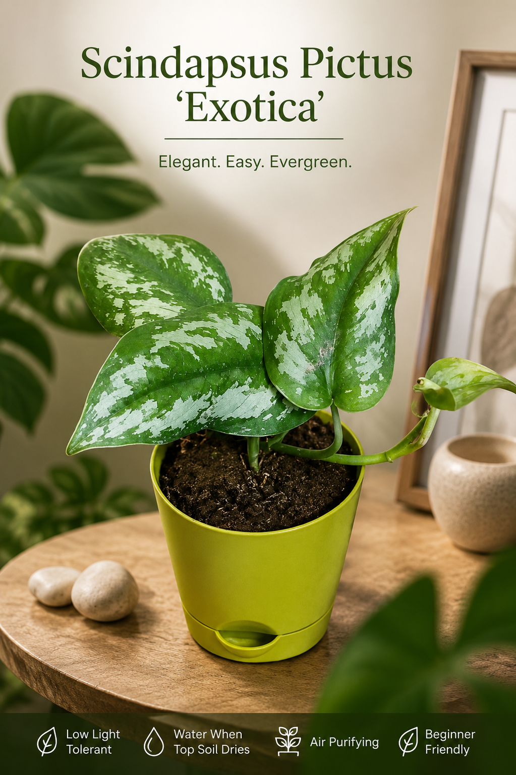 Money Plant Silver Leaf ( With 4'' Pot )
