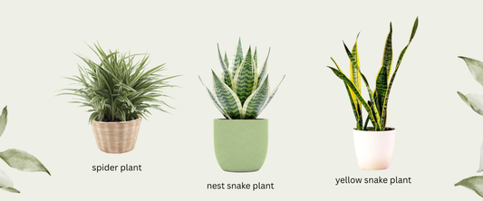 best Air-purifying plants
