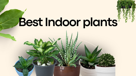 Best Indoor Plants: Your Complete Guide to Green Living at Home