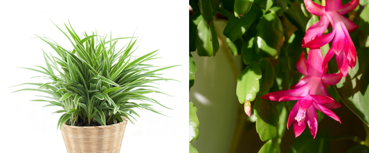 best indoor plants 