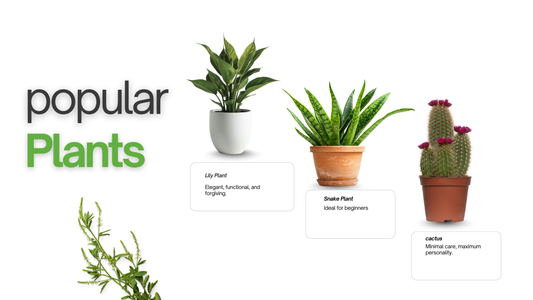 How to Choose and Care for Indoor Plants: Peace Lily, Snake Plant & Cactus