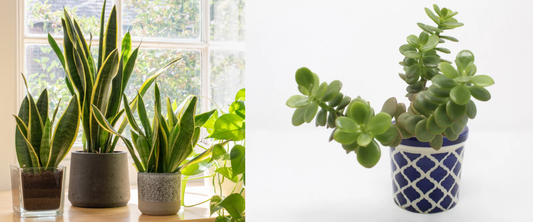 best indoor plants