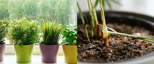 Why Is My Plant Not Growing? 5 Hidden Mistakes Beginners Make