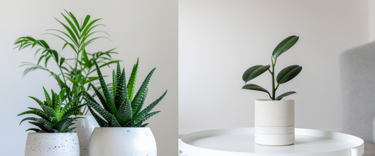 best indoor plants