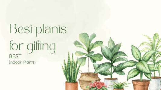 best plants for gifting