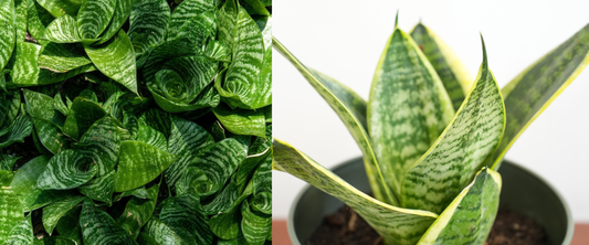 succulent plants