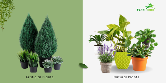 best succulent plants