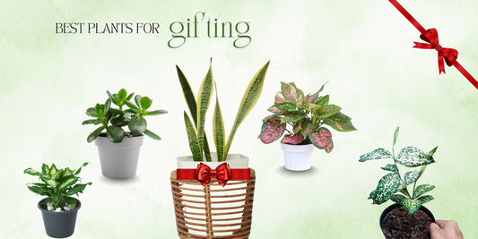 Best Plants for Gifting: Housewarming, Birthday &amp; Corporate Gifts