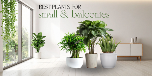 Best Plants for Small Apartments & Balconies