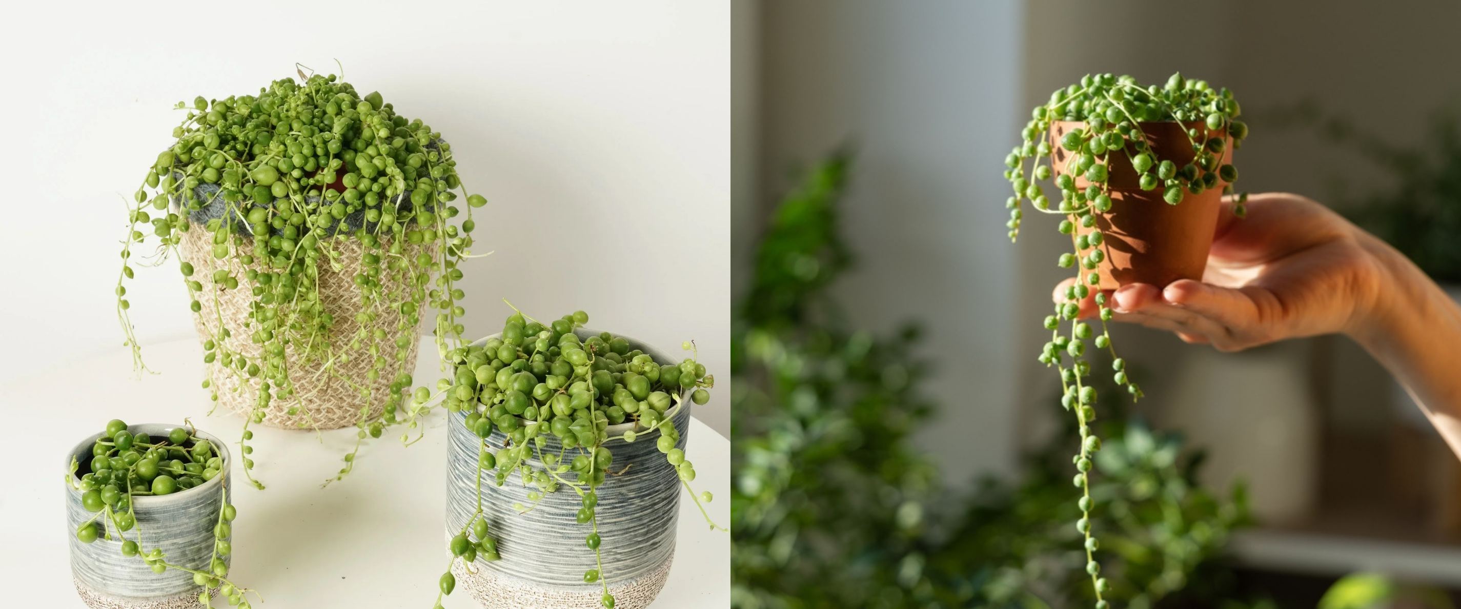 Best String Plants for Indoor Decoration – Plant Rabit