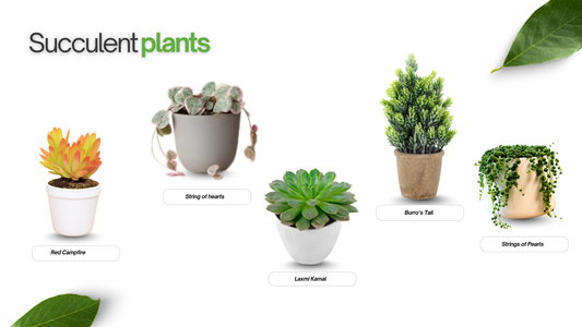 best succulent plant