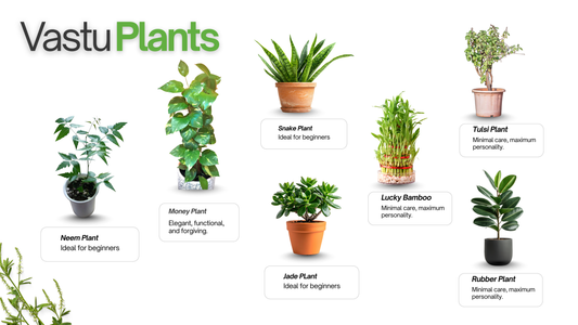 Complete Guide to Laxmi Kamal Plants Care
