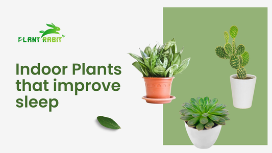 Indoor Plants That Improve Sleep, Focus & Mental Health (Backed by Real Benefits)