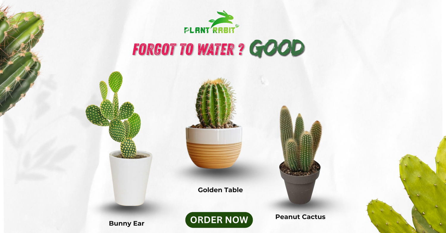 Cactus Plant