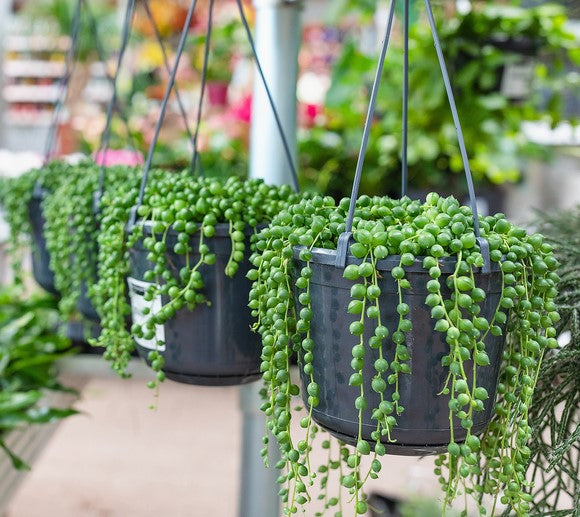 Blooming Beauties