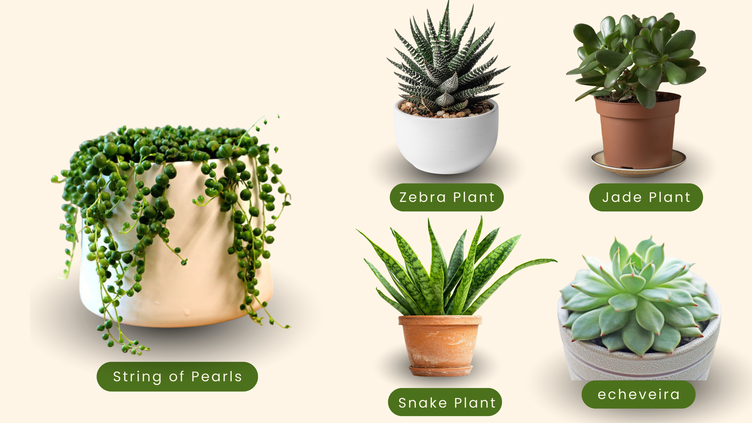 Best succulent plants