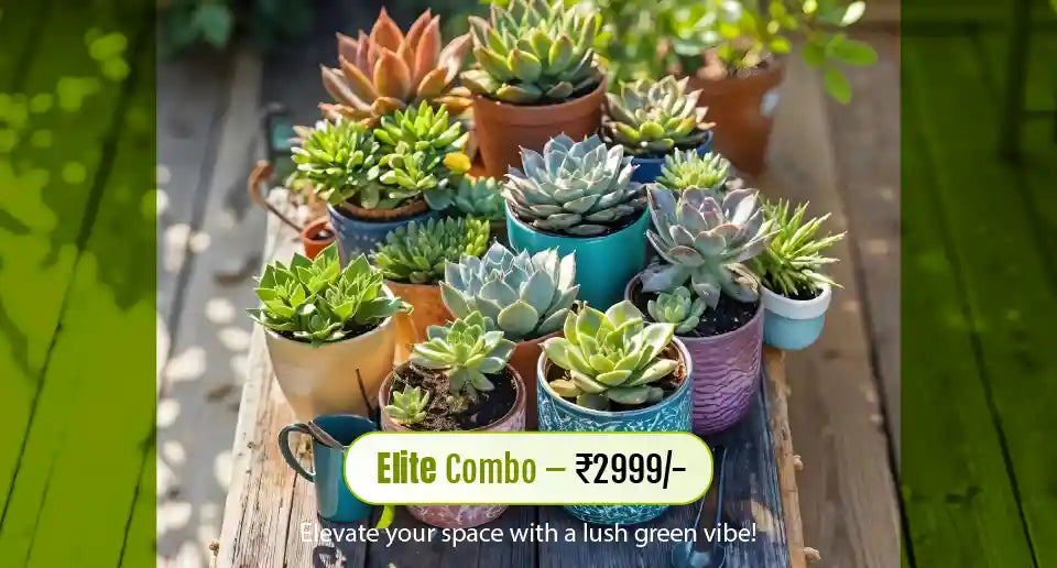 Elite Combo