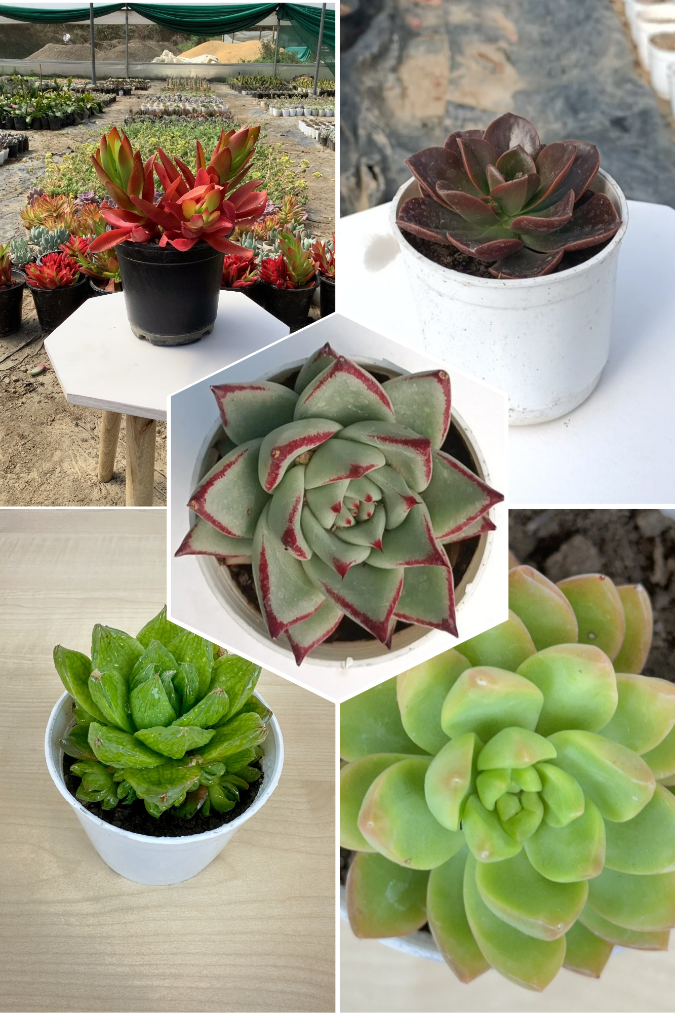 Delightful Combo 5 Succulent Plants
