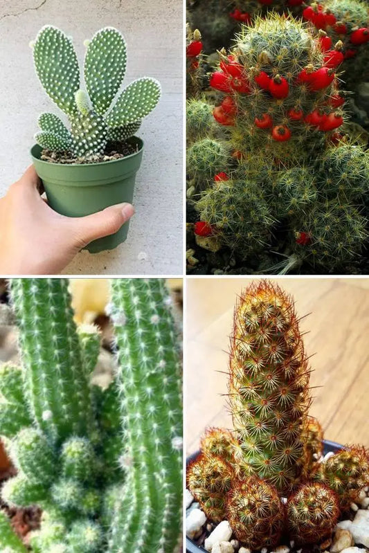 Cactus Combo A5