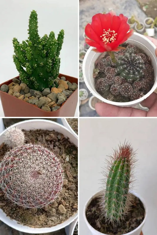 Cactus Combo A6