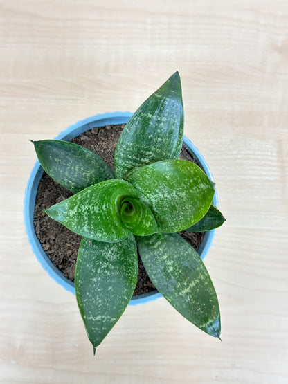 snakeskin succulent Bird's Nest Snake Succulent Plant – Plant Rabit