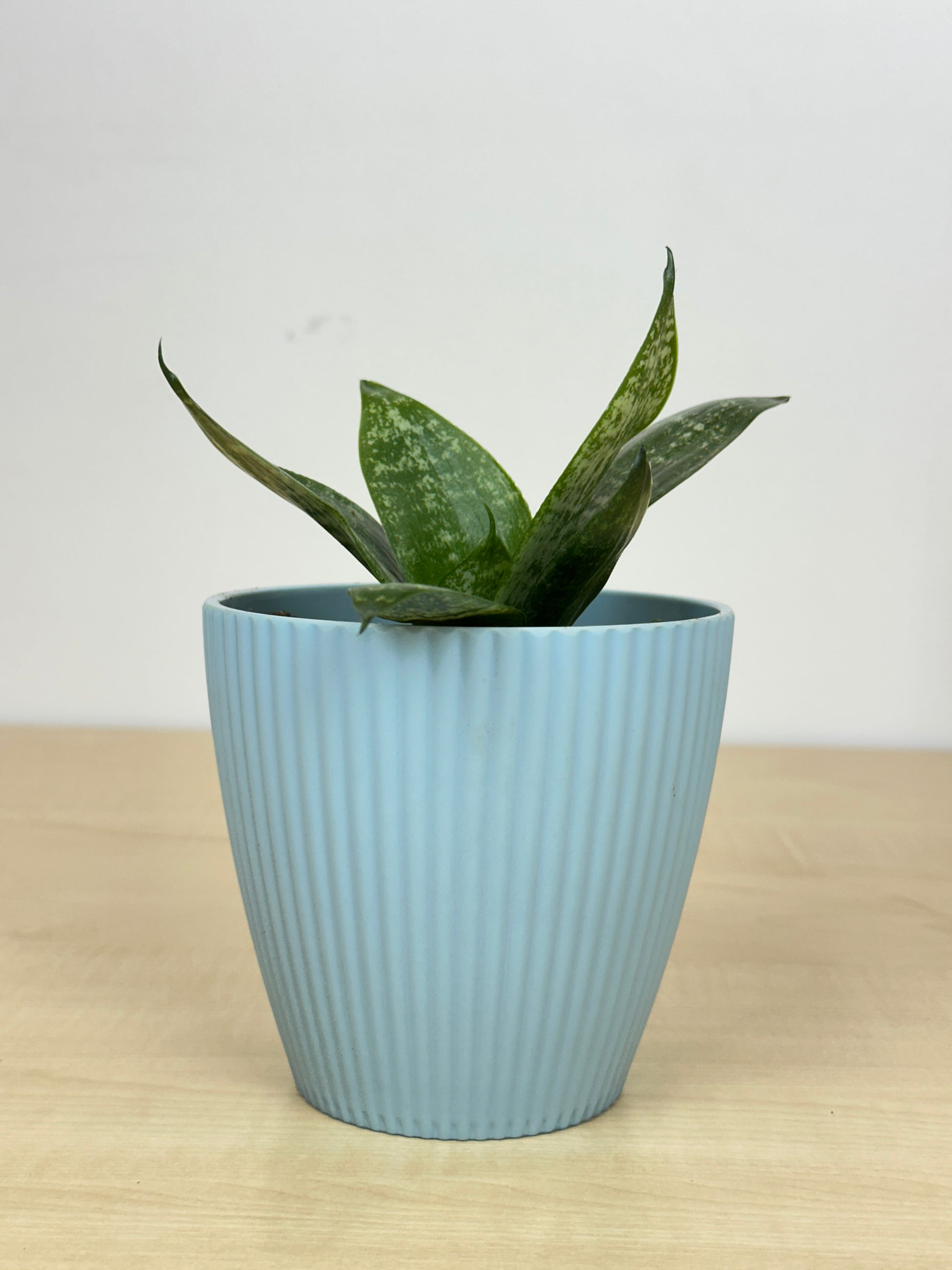 birds nest succulent plant Bird's Nest Snake Succulent Plant – Plant Rabit
