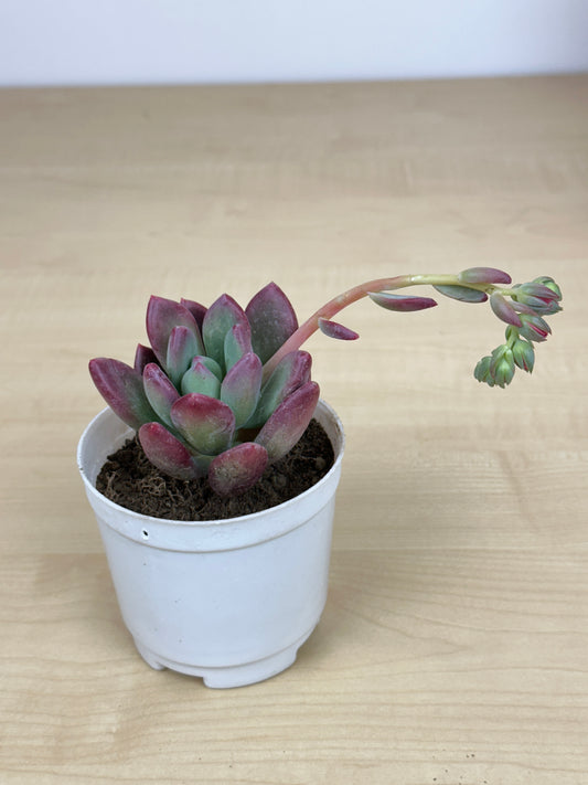 Echeveria Opalina Succulent Plant