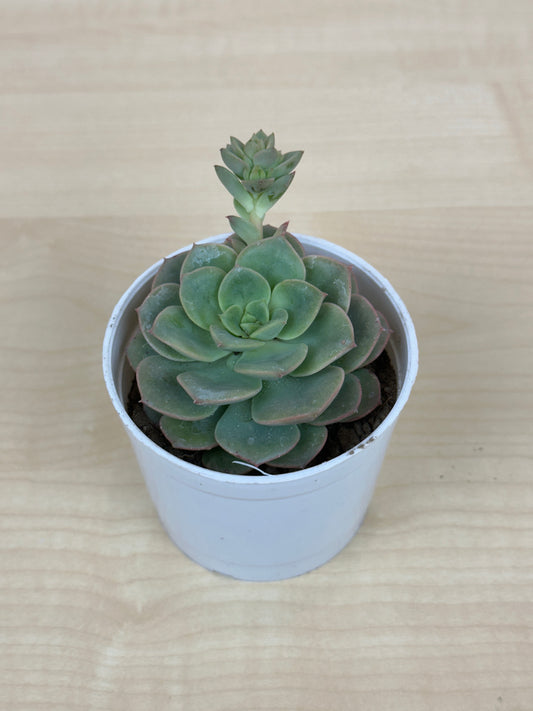 Echeveria Elegans Maxican Succulent plant