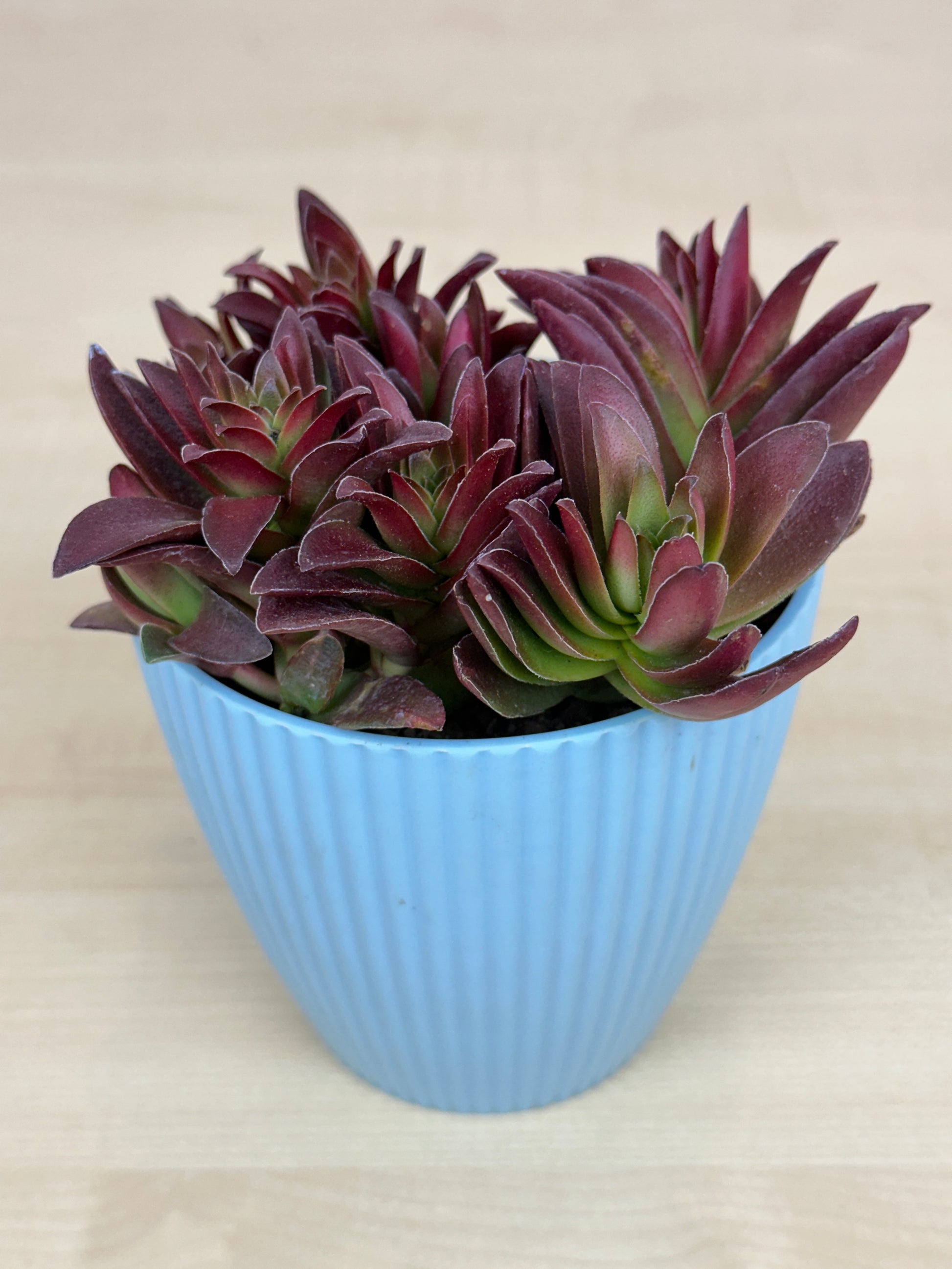 succulent in english Red English Campfire