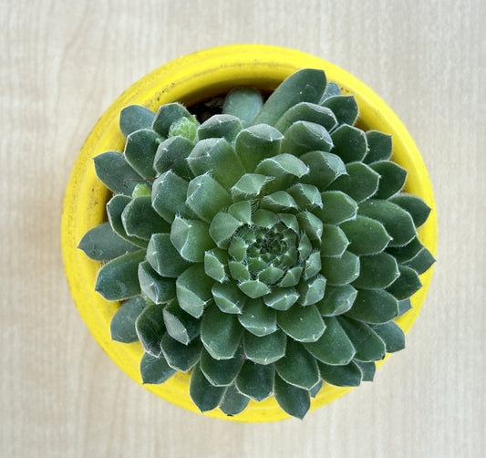 Hens n Chicks Succulent plant