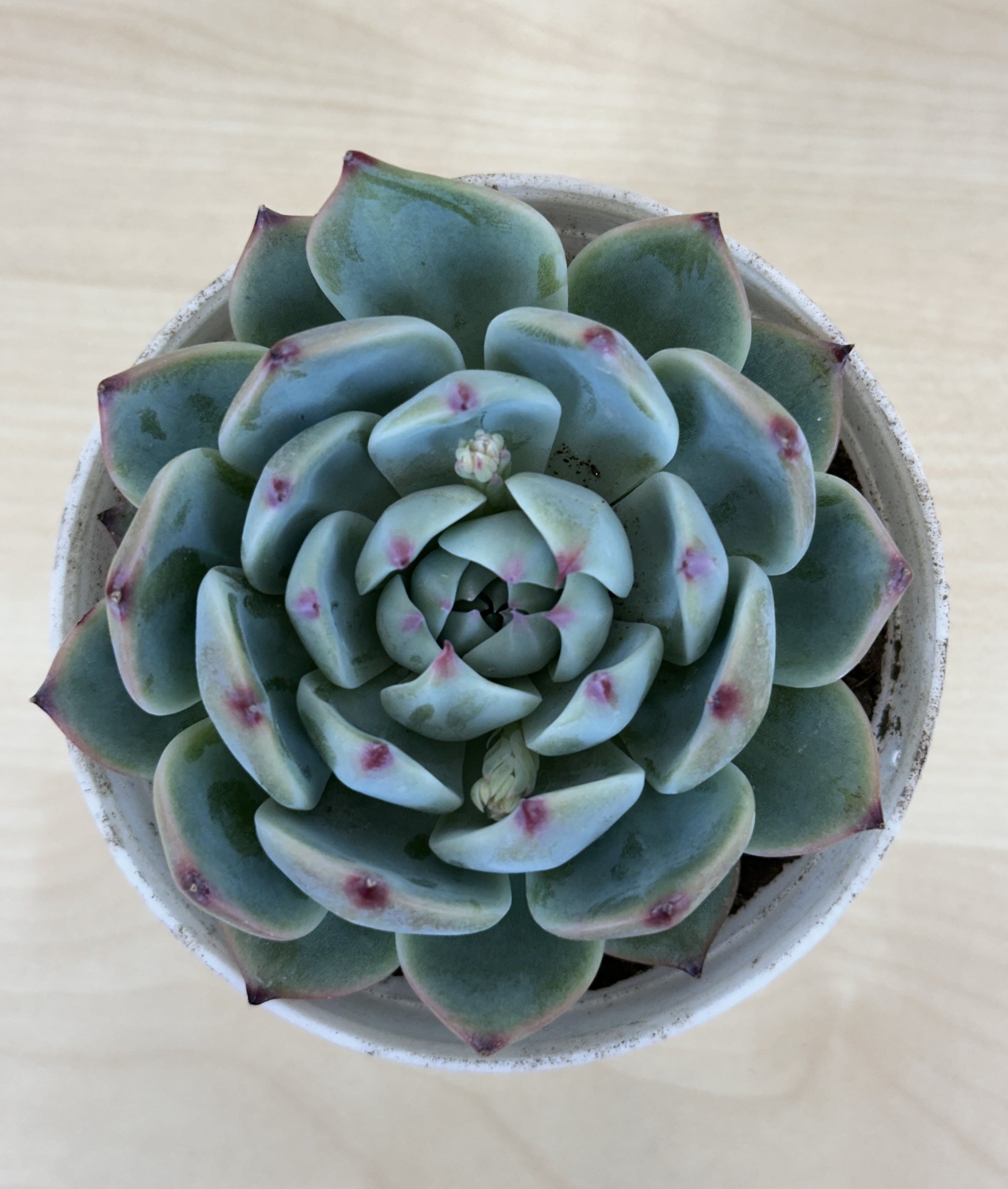 peacock succulent Echeveria Peacock Succulent Plant – Plant Rabit
