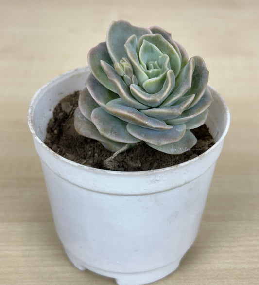 Echeveria Rose Succulent Plant