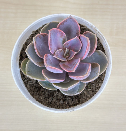 Echeveria Laui Succulent Plant