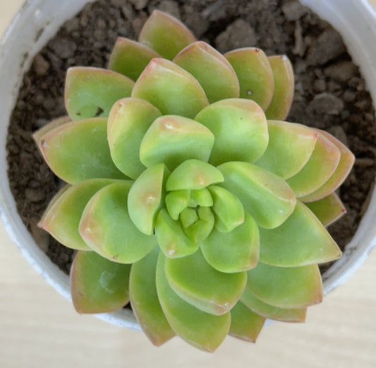 Sedum Adolphii Succulent Plant