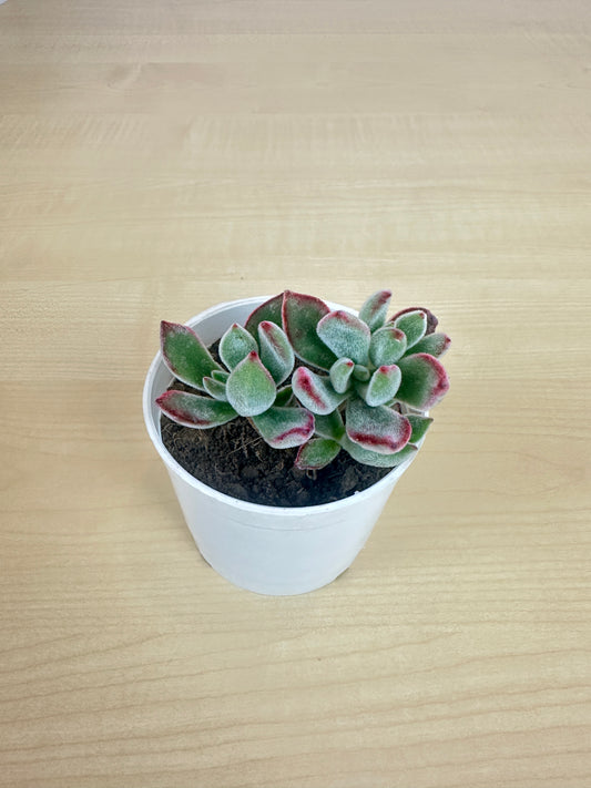 Echeveria Ruby Sleeper  Succulent Plant