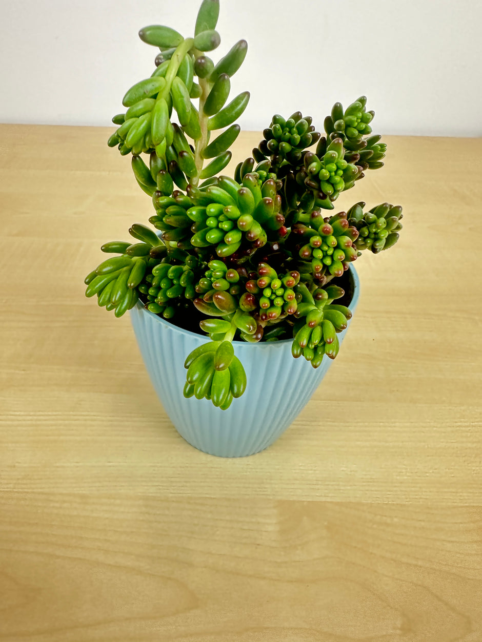 Stylish Planters & Pots | PlantRabit – Plant Rabit