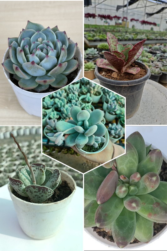 Delightful Combo 9 Succulent Plants