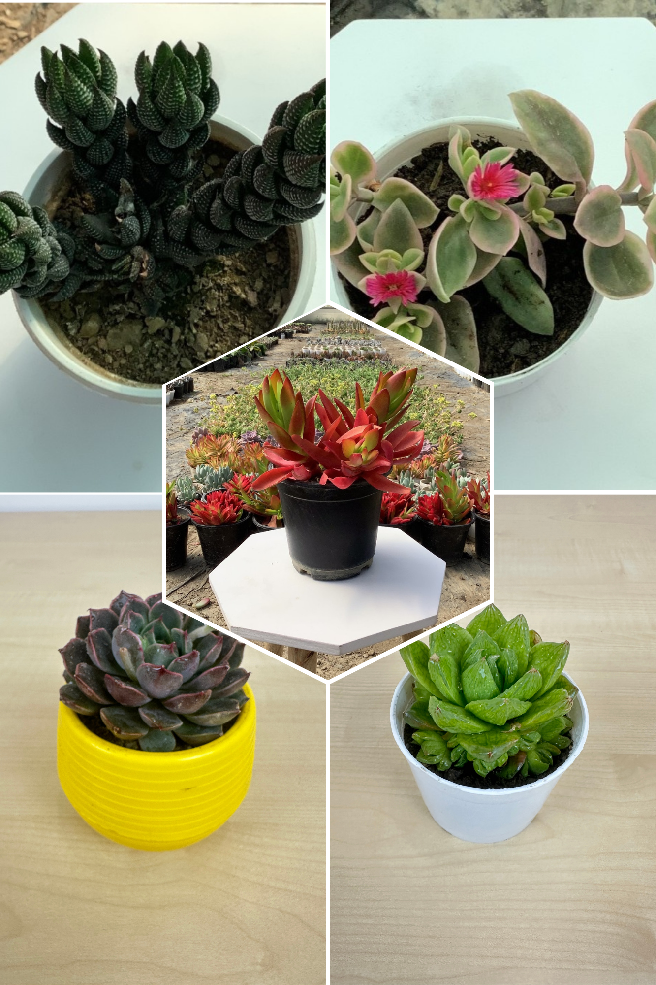 Delightful Combo 8 Succulent Plants