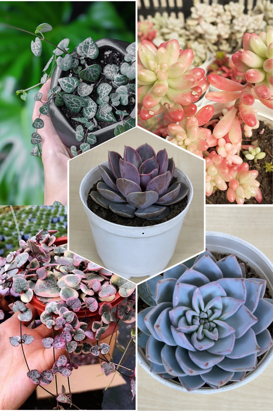 Delightful Combo 1 Succulent Plant
