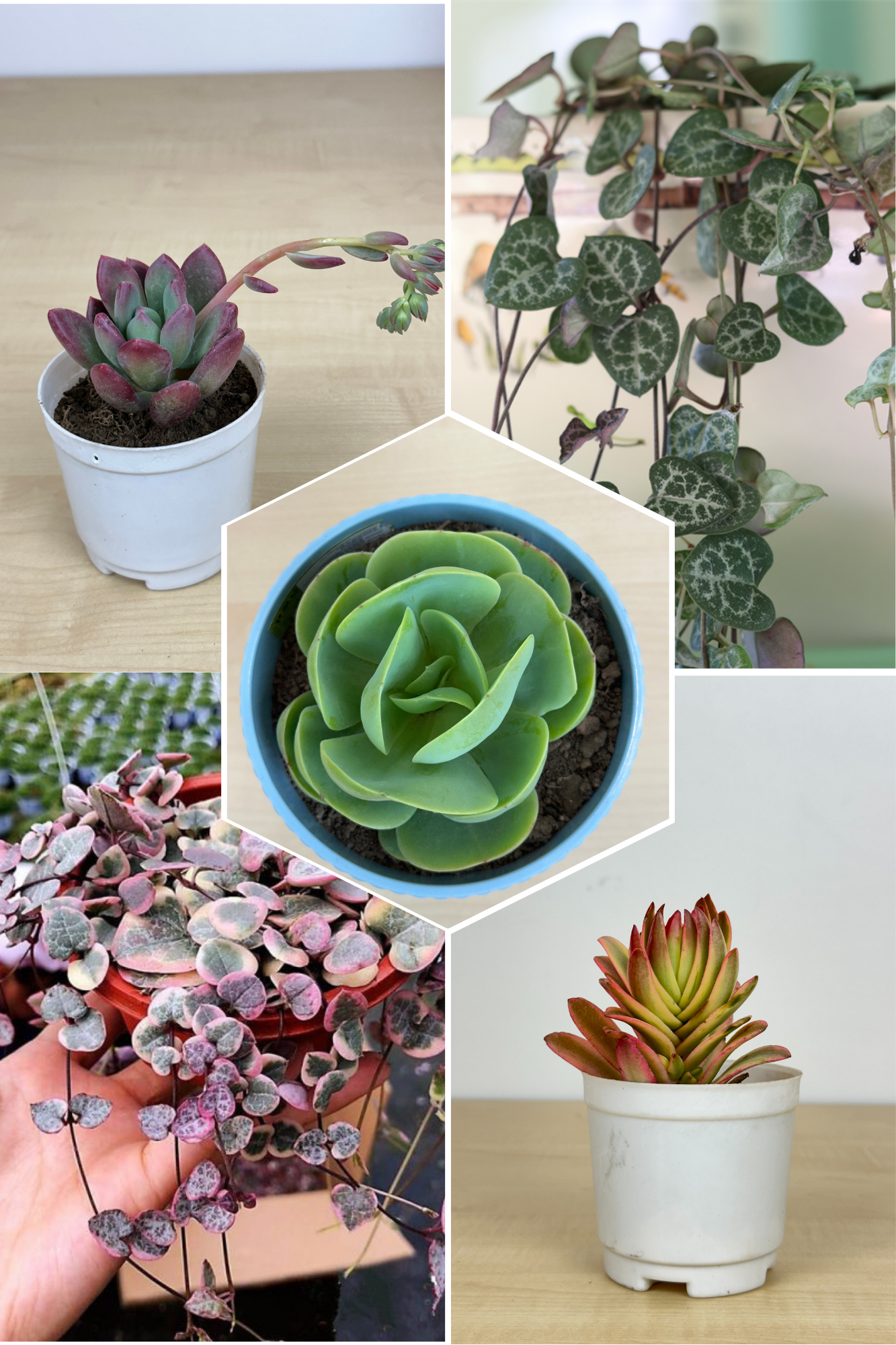 Delightful Combo 4 Succulent Plant